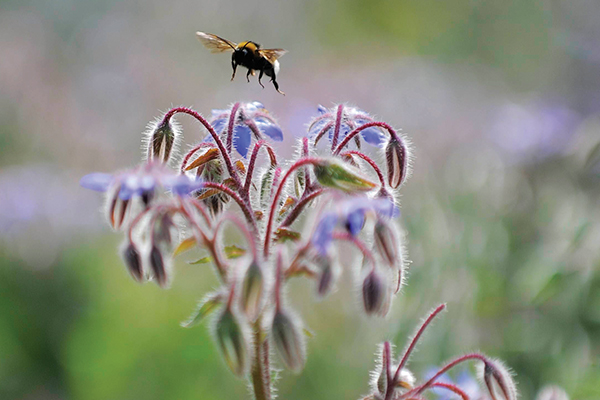 Bee happy!